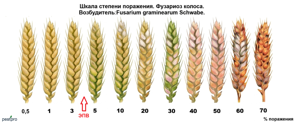fusarioz kolosa.png