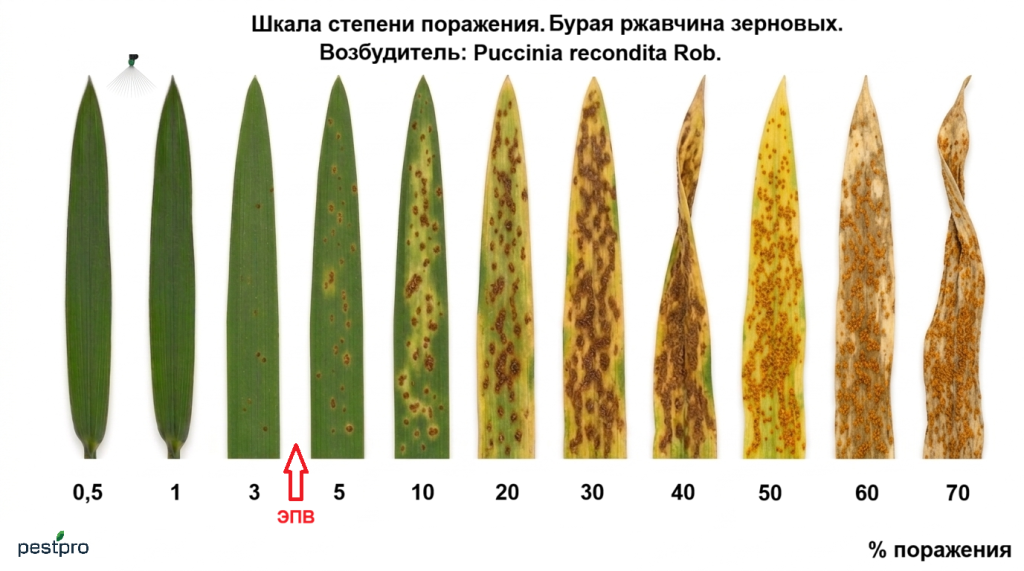 buraya zhavchina zernovie.png