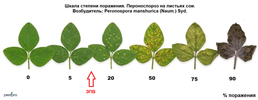 peronosporoz soya.png
