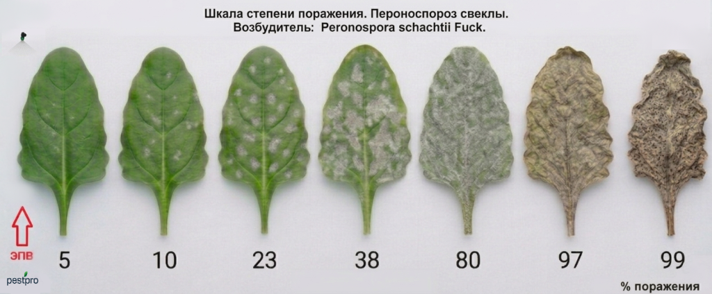 peronosporoz.png peronosporoz.png