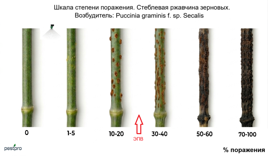 steblevaya rzavchina.png